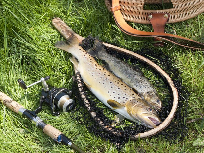 The Trout & Fishing Tools